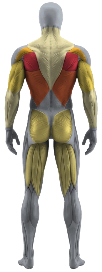Derselbe Körper von hinten: oberer Rücken rot, Latissimus orange, Gesäß und Oberschenkel gelb.